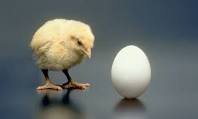 Chicken vs egg