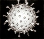 220px-Rotavirus_Reconstruction